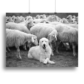 The Boss Canvas Print or Poster (Type: Standard Framed Canvas Print, size: 40" x 26" / 100cm x 65cm approx)